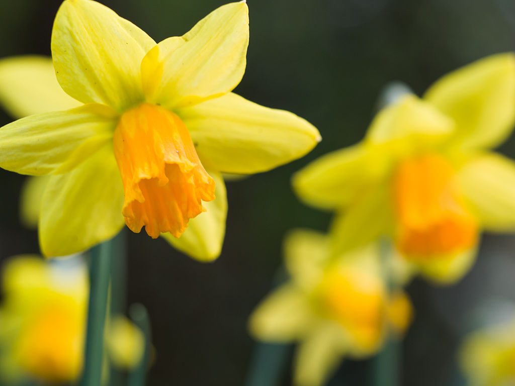 By James Petts from London, England (Daffodils on St. David's day) [CC BY-SA 2.0 (http://creativecommons.org/licenses/by-sa/2.0)], via Wikimedia Commons